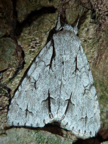 Réf. 189 463 : Acronicta sp.